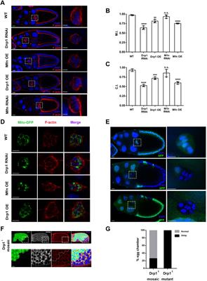 RhoA/ROCK Signaling Regulates Drp1-Mediated Mitochondrial Fission During Collective Cell Migration